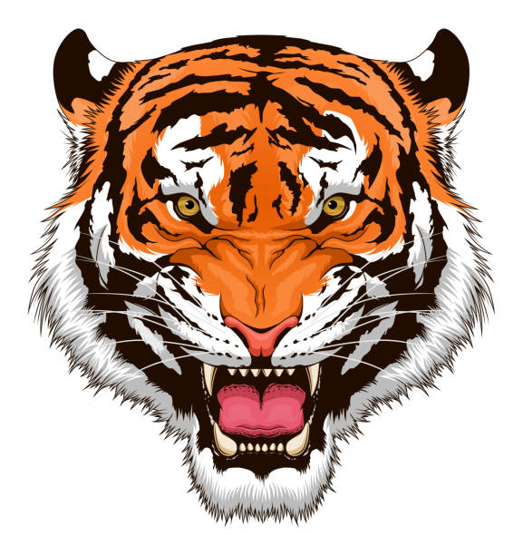 Roaring tiger head Stylized roaring tiger head isolated on white background tiger stock illustrations