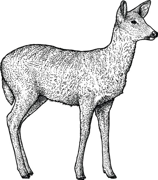 Roe deer illustration, drawing, engraving, ink, line art, vector Illustration, what made by ink, then it was digitalized. roe deer stock illustrations