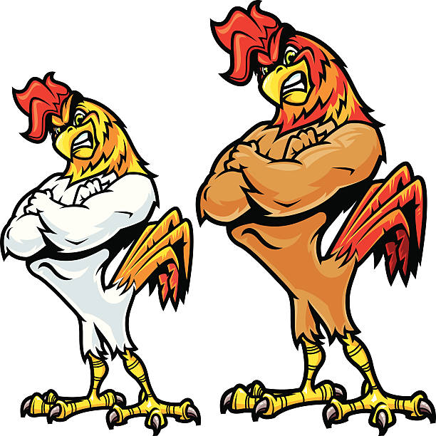 петушиные боевая стойка - strong chicken stock illustrations.