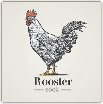 Rooster in graphical style, hand drawn Illustration.