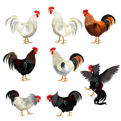 Rooster set vector