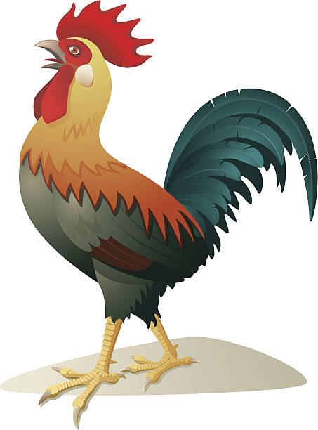 Rooster with colorful feathers vector art illustration