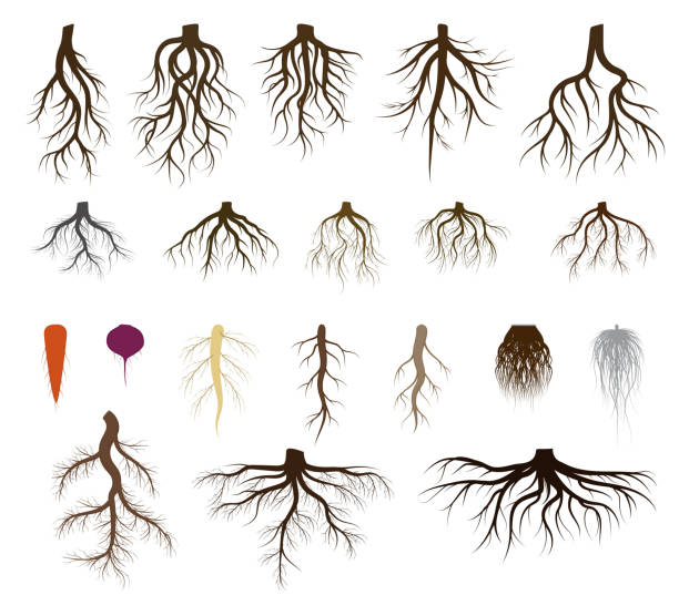 Root system set vector illustrations, taproot and fibrous branched roots of plant, tree, isolated icons on white Root system set vector illustrations. Taproot and fibrous rooted brown silhouettes of various plants, trees, vegetables below ground level. Underground branched root design isolated icons on white root stock illustrations