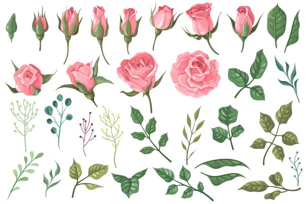 Rose elements. Pink flower buds, roses with green leaves bouquets, floral romantic wedding decor for vintage greeting card. Vector set Rose elements. Pink flower buds, roses with green leaves bouquets, floral romantic wedding decor for vintage greeting card. Vector beautiful blossom plant set for fashion print design bud stock illustrations