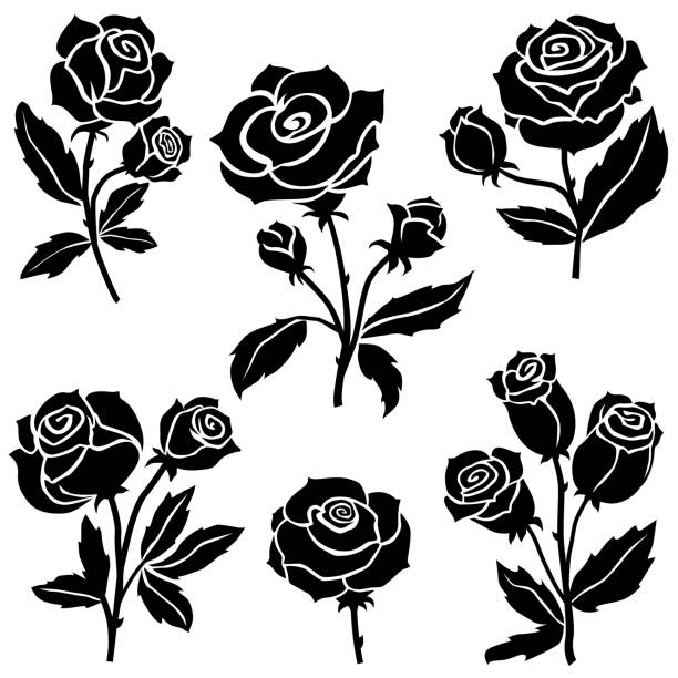Rose flowers Collection Vector illustration of a beautiful black and white Rose flowers Collection flower silhouettes stock illustrations