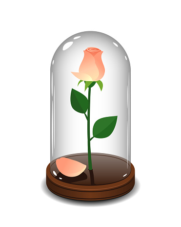 Rose in a glass tube