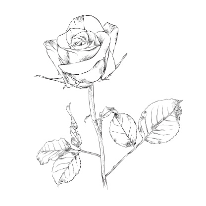 Rose Pen and Ink Floral Drawing. Vector EPS10 Illustration