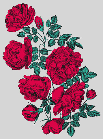 Rose vector illustration, engraving . Red flowers and buds