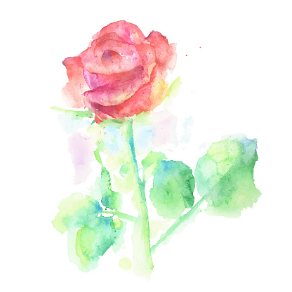 Rose Watercolor Painting. Vector EPS10 Illustration