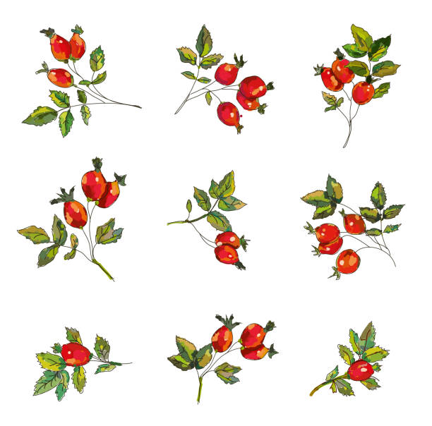 Rosehip set  with berries and leaves illustration vector art illustration