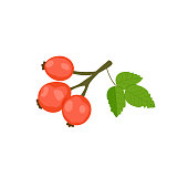Rosehip, vector illustration on isolated background. Vitamin C, healthy food.