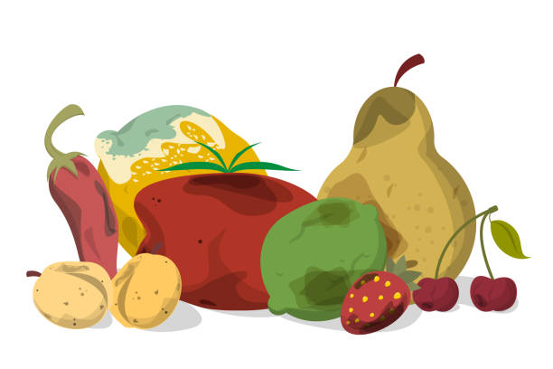 Rotten vegetable and fruit vector isolated. Rotten vegetable and fruit vector isolated. Food waste collection. Dirty, bad and unhealthy fruits. Food trash. rotting stock illustrations