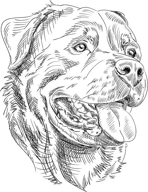 Rottweiler Dog Drawing Hand-drawn ink-style vector illustration of a Rottweiler face. Strokes are expanded and combined into one single shape. rottweiler stock illustrations
