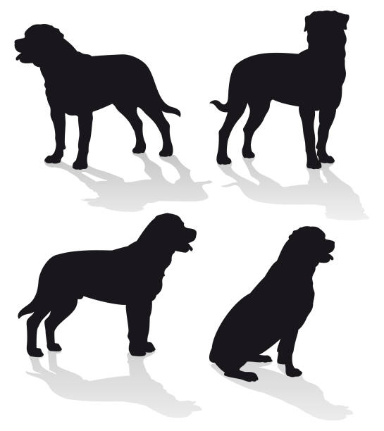 Rottweiler Dog Vector Silhouette Set Isolated Vector silhouette set of Rottweiler dogs isolated on white with shadow. rottweiler stock illustrations