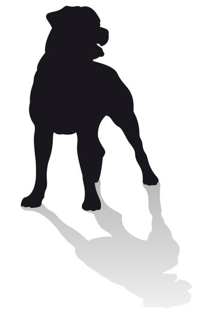Rottweiler Dog Vector Silhouette Standing Vector silhouette of a Rottweiler dog standing in front view with shadow isolated on white. rottweiler stock illustrations