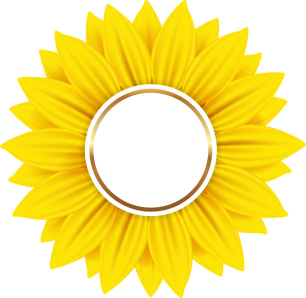 Download Royalty Free Common Sunflower Clip Art, Vector Images ...