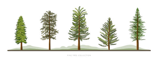 Row of pine tree vector icon set isolated on white background vector art illustration
