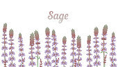 istock Row of sage or Salvia purple flowers, herb field. Vector illustration. Botanical design elements 1384313150