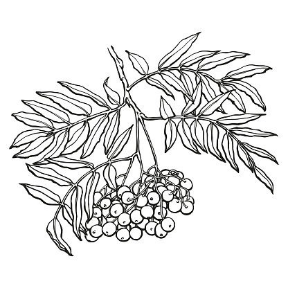 Rowan branch, hand-drawn in ink.