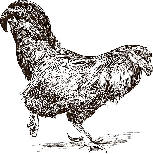 бега кок - chicken runs stock illustrations.