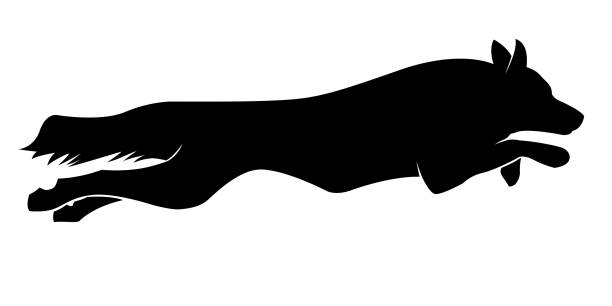 stockillustraties, clipart, cartoons en iconen met lopende honden silhouet. border collie - agility