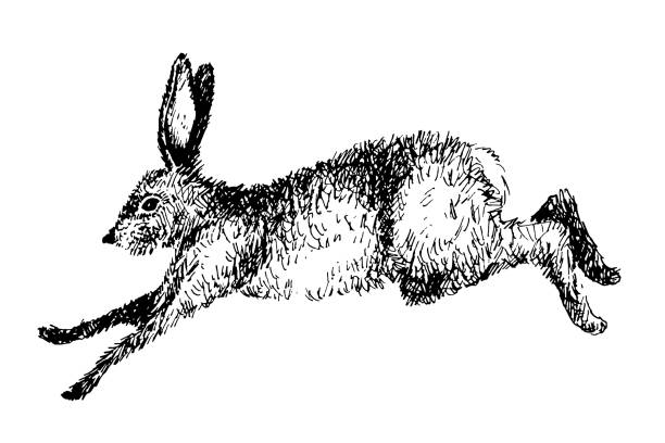 bildbanksillustrationer, clip art samt tecknat material och ikoner med löpande hare kanin vektorillustration. hand dras bläck hoppa bunny - bunny jumping