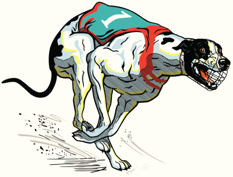 running racing dog