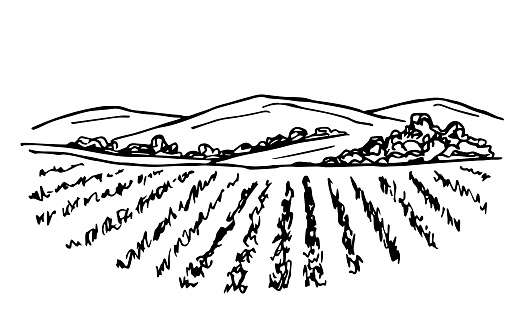 Rural landscape, vineyard, farm field, trees, bushes, mountains on the horizon. Simple hand-drawn vector drawing in black outline. Agricultural plants, plantation, growing organic products, vegetables