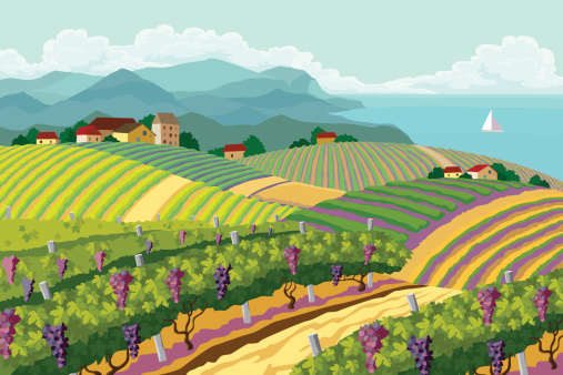 Rural landscape with vineyard.