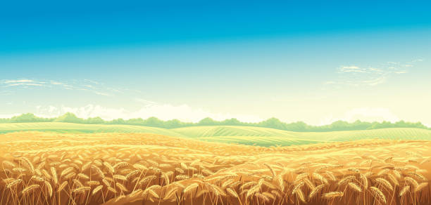 illustrazioni stock, clip art, cartoni animati e icone di tendenza di paesaggio rurale con campi di grano - messi