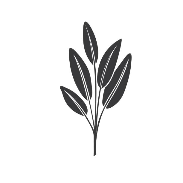 Sage glyph icon Sage glyph icon. Culinary herbs. Monochrome condiment vector illustration. sage stock illustrations