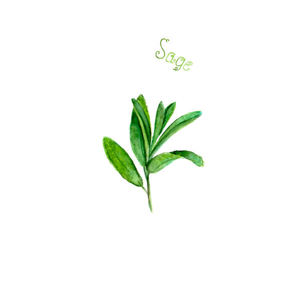 Sage herb spice isolated on white background vector art illustration