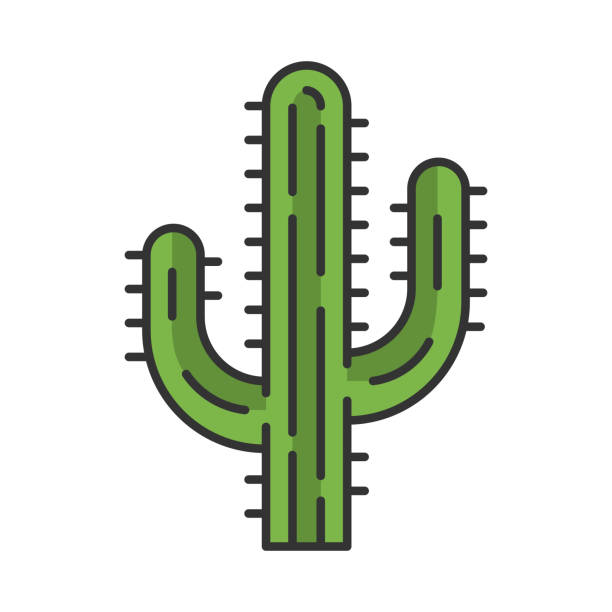 Saguaro cactus color icon Saguaro cactus color icon. Arizona state wildflower. Mexican tequila cactus. American tropical plant. Isolated vector illustration desert area clipart stock illustrations