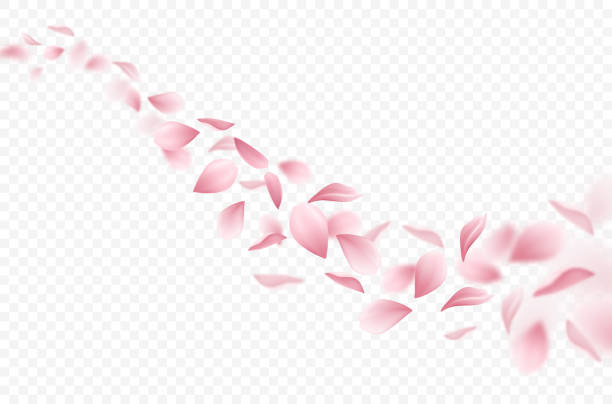 ilustrações, clipart, desenhos animados e ícones de sakura cereja pétalas voadoras realistas - petalas
