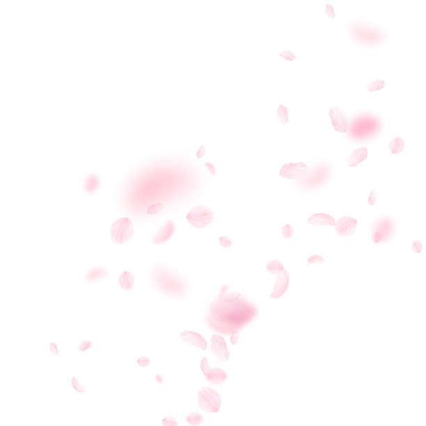 ilustrações de stock, clip art, desenhos animados e ícones de sakura petals falling down. romantic pink flowers corner. flying petals on white square background. - pétala