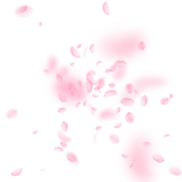 桜の花びらが落ちています。ロマンチックなピンクの花の爆発。白い正方形の比較で花びらを飛んでください。 - 花びら　舞う点のイラスト素材／クリップアート素材／マンガ素材／アイコン素材