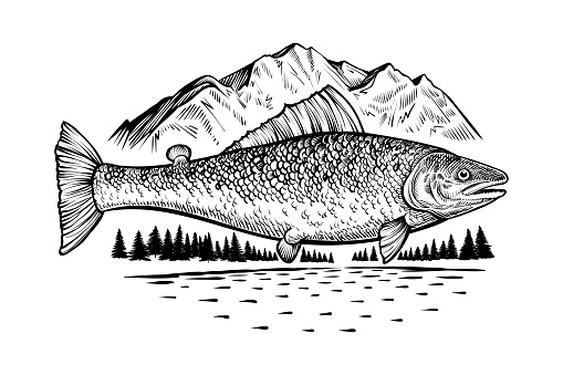 Salmon fish in wild nature. Fishing or camping theme vintage vector illustration with mountain, river and forest. Good for emblem, label or symbol. Vector engraving style drawing.