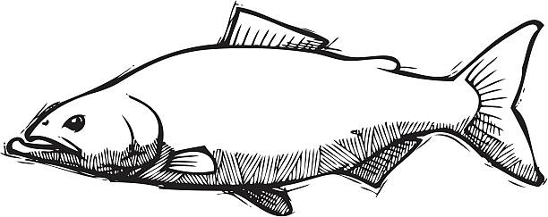 Salmon Sketch vector art illustration