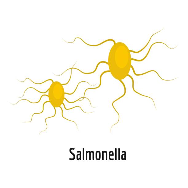 Salmonella Bacterium Illustrations, Royalty-Free Vector Graphics & Clip