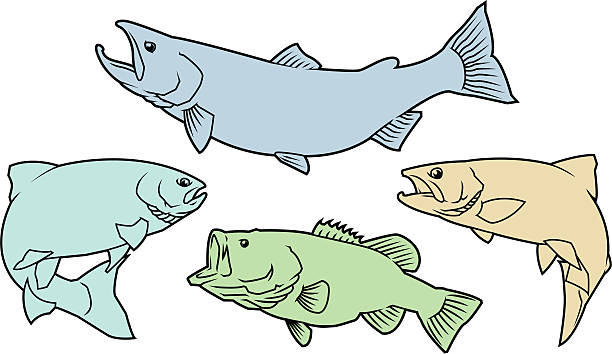 Salmon,Trout, and Bass Illustration of a set of simple fish icons. Set includes a salmon, 2 trout, and a bass. simple outlines and color fill. Fully editable, clean vector file.  brook trout stock illustrations