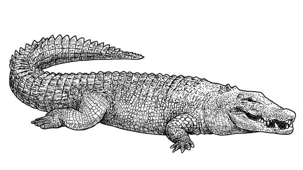 Saltwater crocodile illustration, drawing, engraving, ink, line art, vector Illustration, what made by ink, then it was digitalized. crocodile stock illustrations