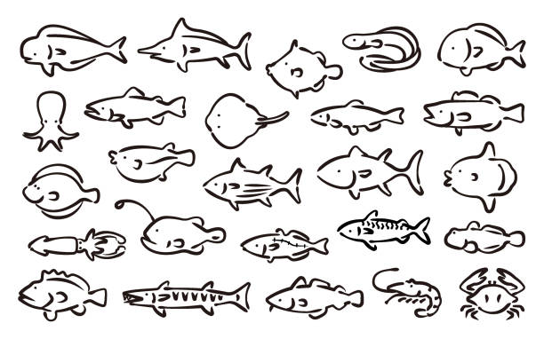 illustrazioni stock, clip art, cartoni animati e icone di tendenza di set vettoriale di pesci d'acqua salata (versione a disegno a mano) - tonnetto