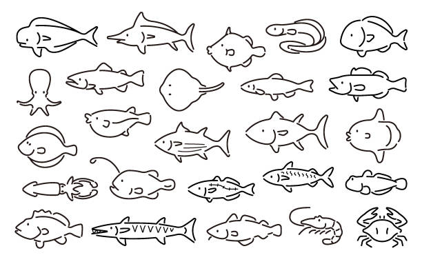 illustrazioni stock, clip art, cartoni animati e icone di tendenza di set vettoriale di pesci d'acqua salata (versione thin line) - tonnetto