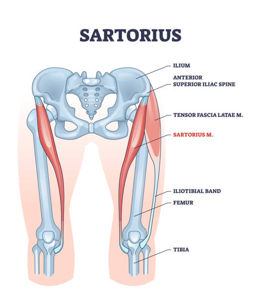 Sartorius muscle description with medical bones structure outline diagram vector art illustration