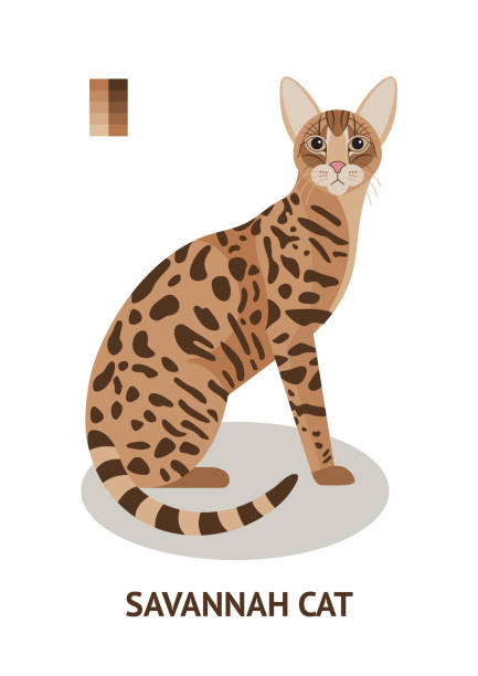 savannah cat - bengals stock illustrations