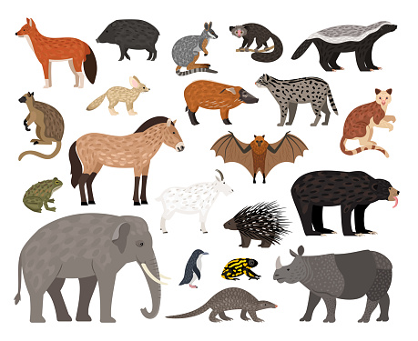 Savannah characters collection. Cartoon image of wildlife creatures, african animals set