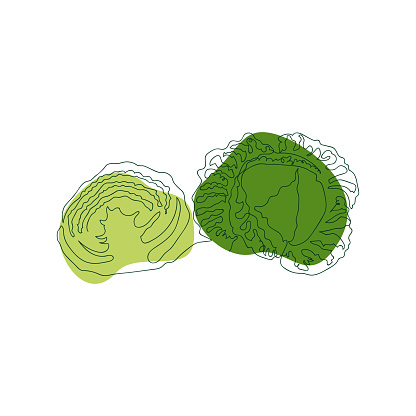 savoy cabbage whole and cut in half, hand drawn in one solid line against a background of green abstract spots on a white background