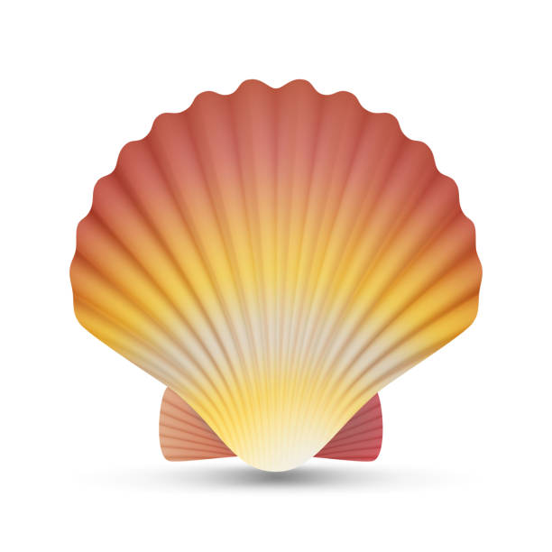 ilustrações de stock, clip art, desenhos animados e ícones de scallop seashell vector. realistic scallops shell isolated on white background illustration - algarve