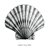 istock Scallops Seashell vintage clip art 965328584