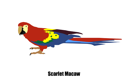 Scarlet macaw parrot (Ara macao) vector on isolated white background.